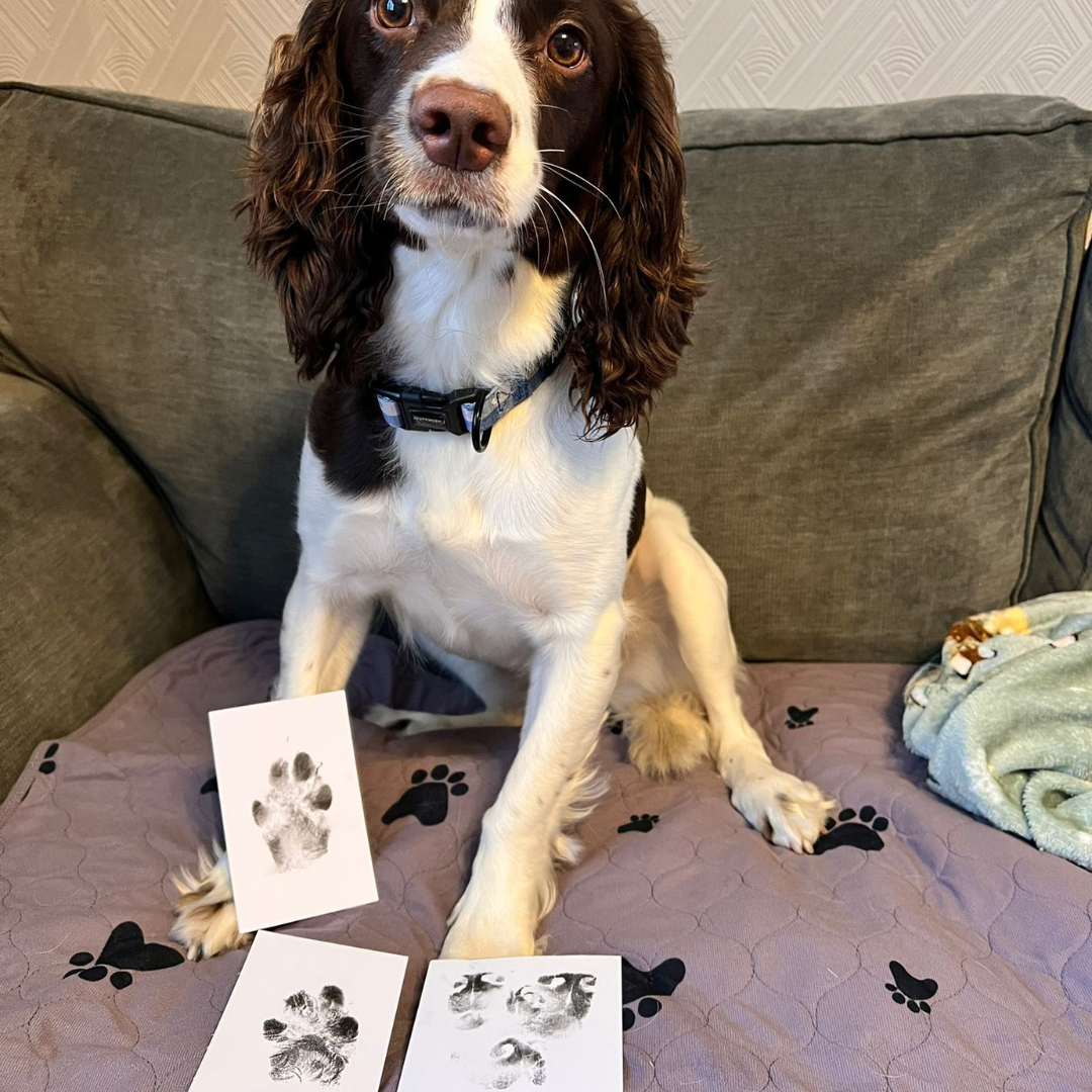 French Spaniel: Personalised Paw Prints