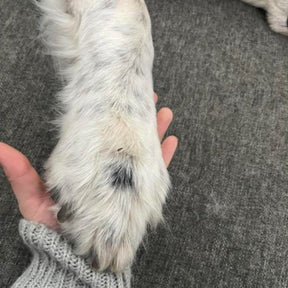 Cute dog with paw in owner's hand