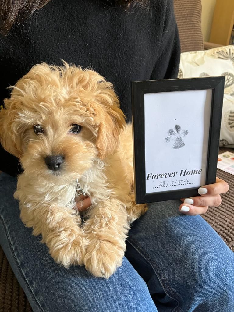 Personalised Paw Print Framed: Norfolk Terrier Dog