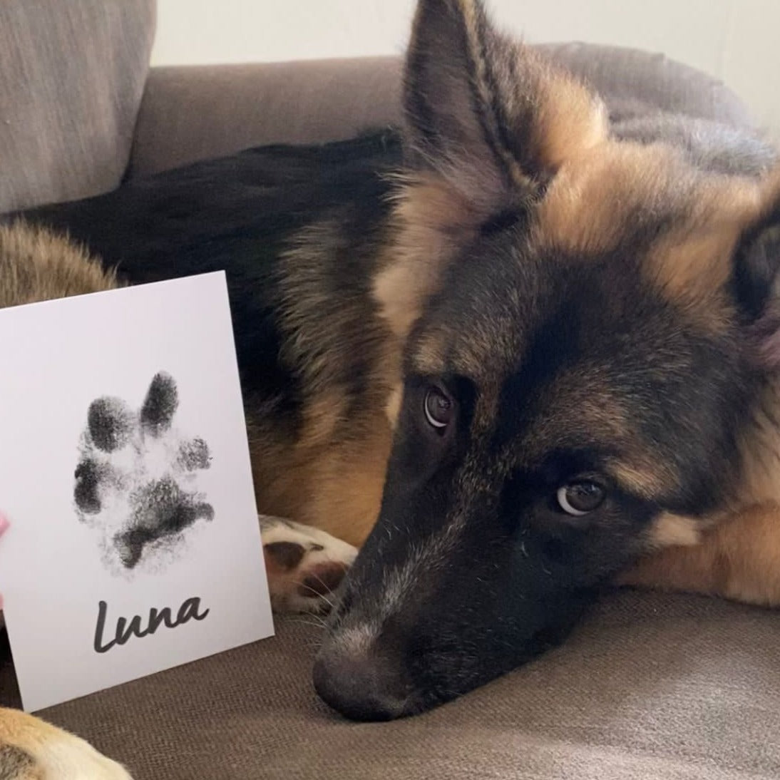 German Shepherd with its Text Personalised Paw Print 