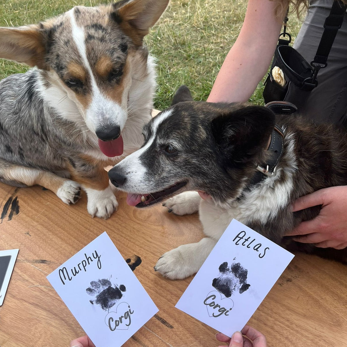 2 Border Collies getting their Personalised Paw Print Stamps taken