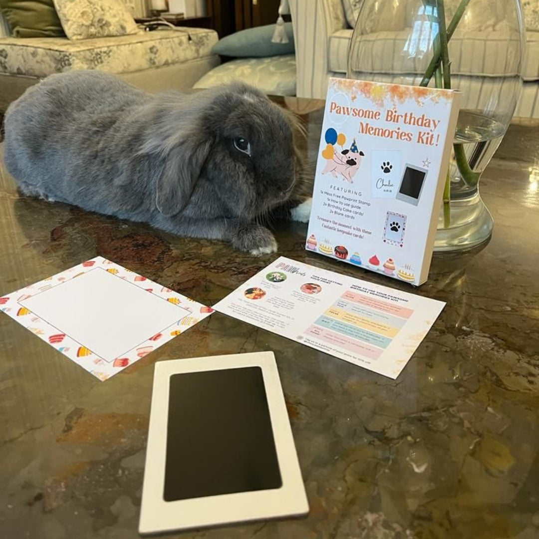 PawPrint Birthday Celebration Kit next to a Rabbit
