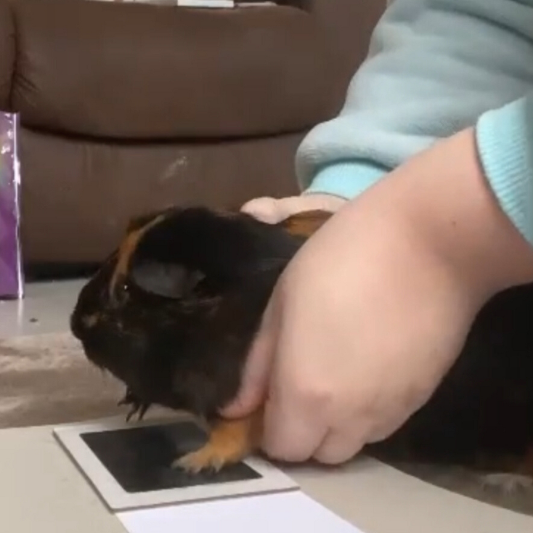 Active Guinea Pig creating a personalized paw print artwork