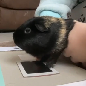 Guinea Pig creating personalized pet pawprint 