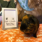 Guinea Pig with Personalised Pet Pawprint Forever Home