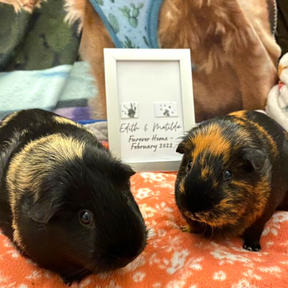 Framed Personalised Paw Print: Forever Home of 2 Guinea Pigs