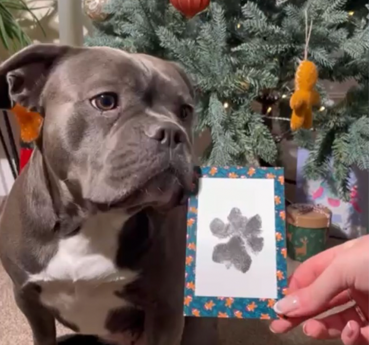 Grey Bulldog: Gingerbread Men Themed Card  Paw Print